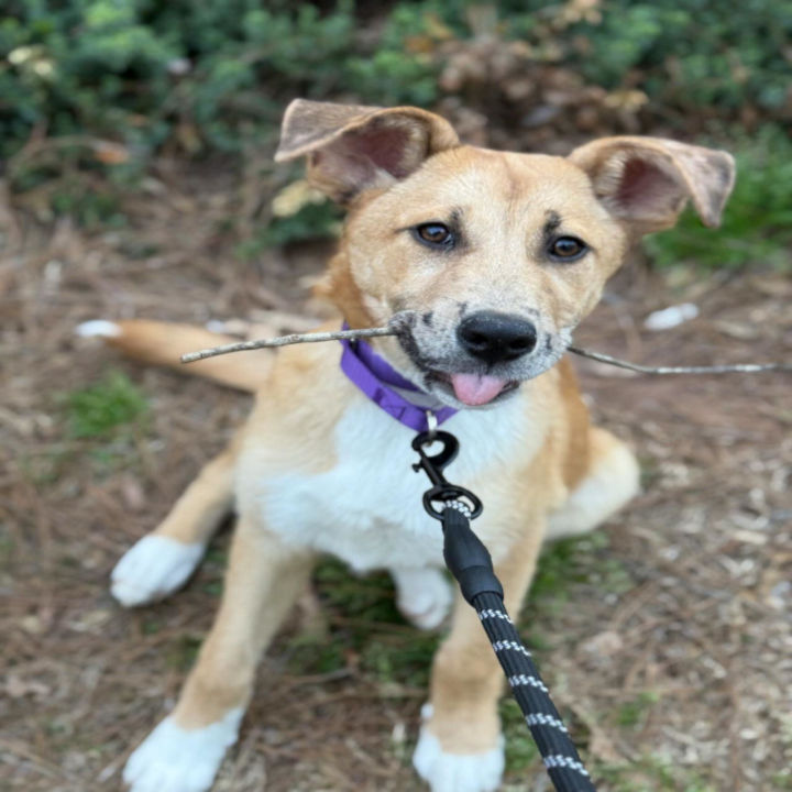 Cachorro feliz após resgate