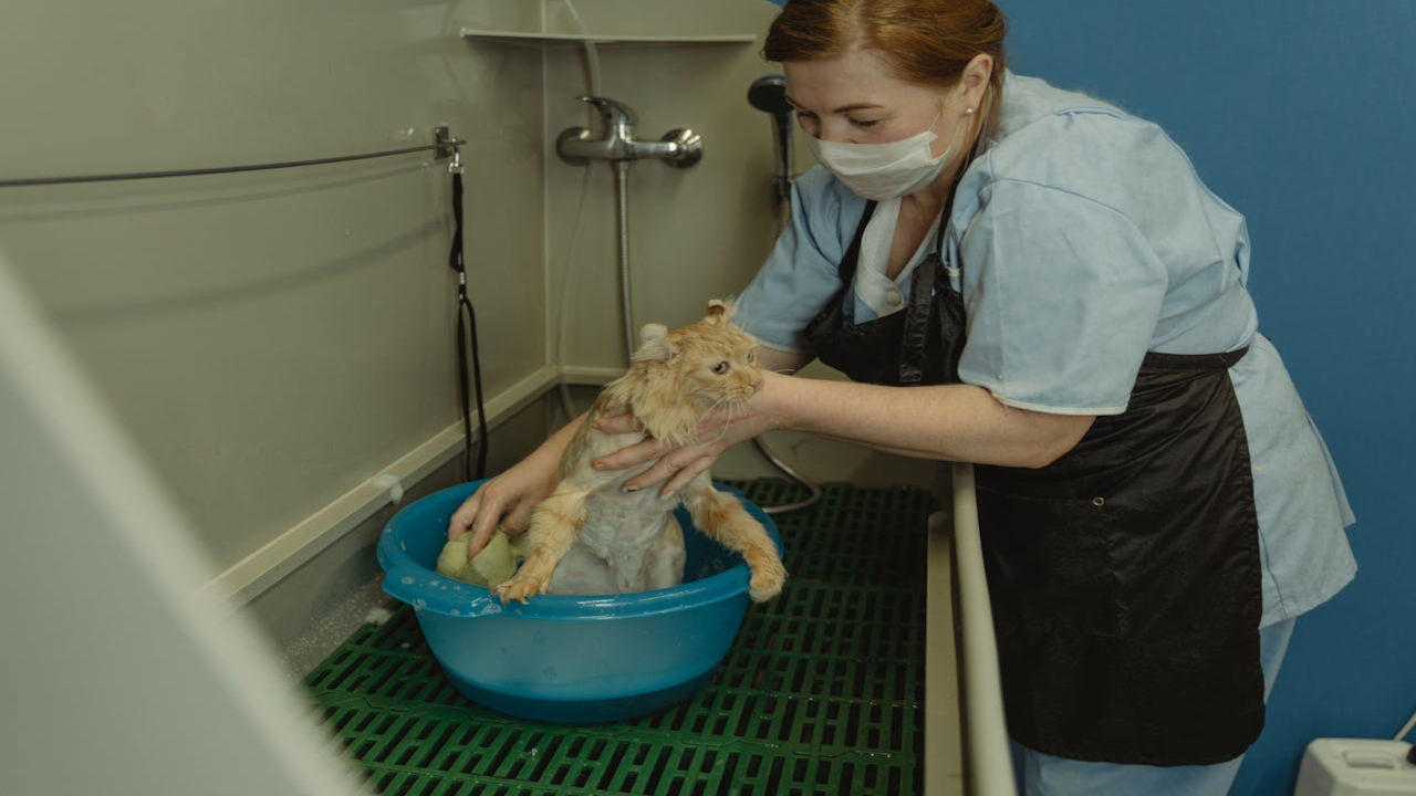 Gato adotado após reabilitação