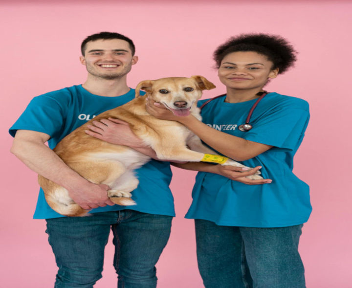 Voluntários em ação no abrigo